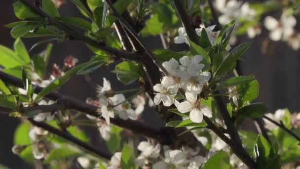 Rameaux florissants de pommier gros plan — Video