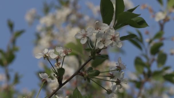 Blommande grenar av äppelträd närbild — Stockvideo