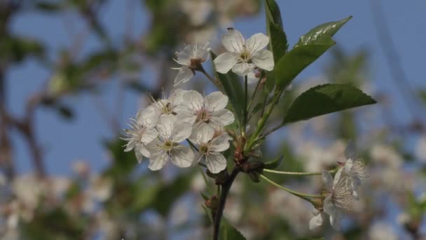 Rameaux florissants de pommier gros plan — Video