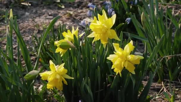 Bellissimi fiori primaverili nel primo piano del giardino — Video Stock