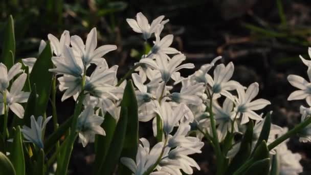 정원 클로즈업에서 아름다운 봄 꽃 — 비디오