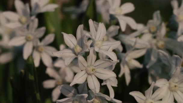 Belles fleurs printanières dans le jardin gros plan — Video