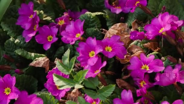 Красивые весенние цветы в саду крупным планом — стоковое видео