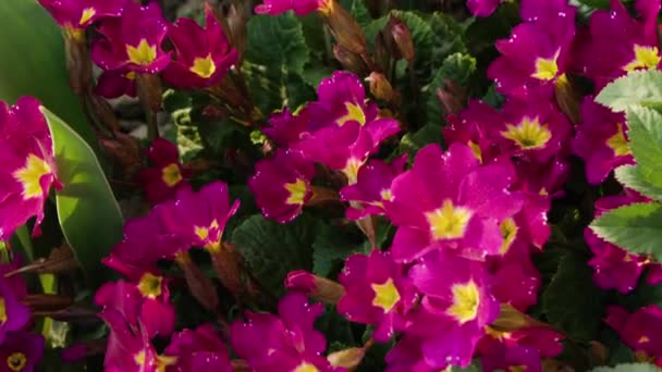 Όμορφα λουλούδια άνοιξη στον κήπο κοντινό πλάνο — Αρχείο Βίντεο