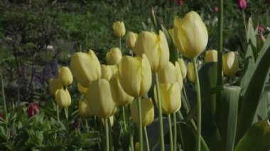 yaz günü bahçede güzel çiçekler