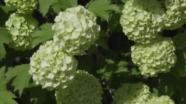 yaz günü bahçede güzel çiçekler