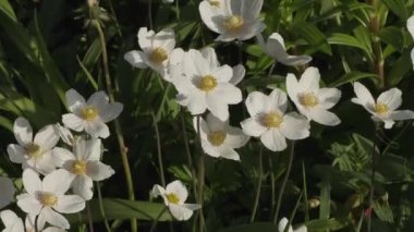 yaz günü bahçede güzel çiçekler