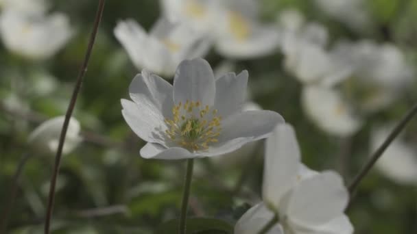 Első tavaszi virágok Anemone Dubravnaya — Stock videók
