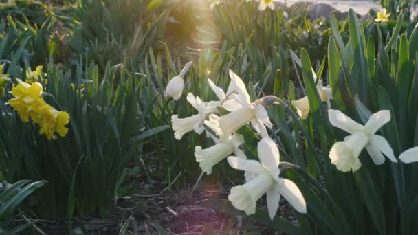 Bellas flores narcisos crecen en un parterre al atardecer — Vídeo de stock