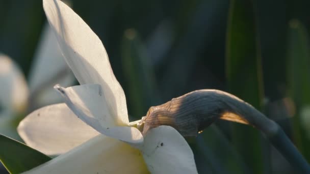 Vackra blommor påskliljor växer i en Blom bädd vid solnedgången — Stockvideo