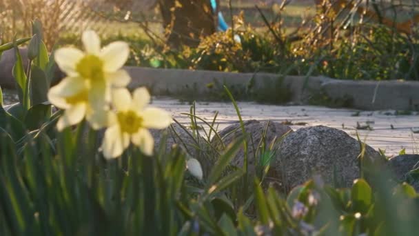 Belas flores narcisos crescer em um canteiro de flores ao pôr do sol — Vídeo de Stock