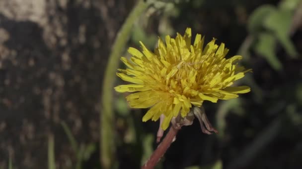 Hermosas flores de primavera en el primer plano del jardín — Vídeos de Stock
