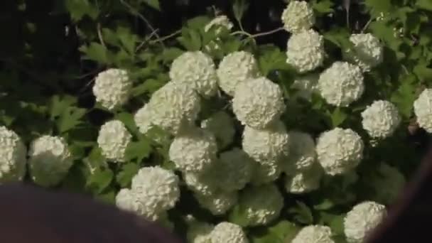 夏の日中に庭の美しい花 — ストック動画