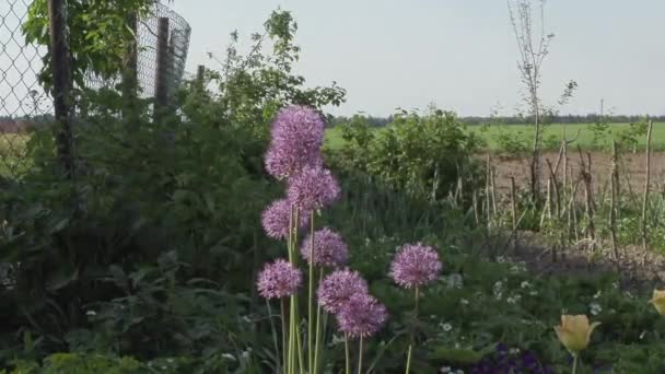 Flores bonitas no jardim durante o dia de verão — Vídeo de Stock