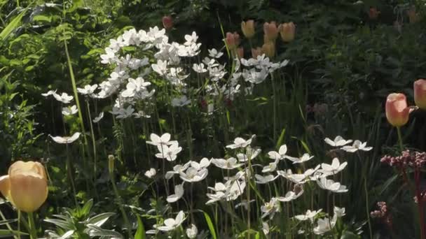 Hermosas flores en el jardín durante el día de verano — Vídeos de Stock