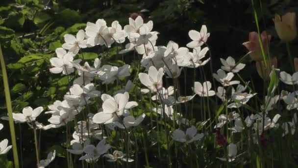 Bellissimi fiori in giardino durante la giornata estiva — Video Stock