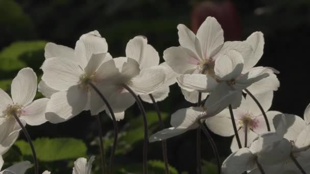 Hermosas flores en el jardín durante el día de verano — Vídeo de stock