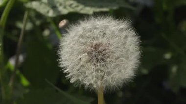 kabarık beyaz karahindiba bahçede yakın