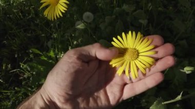 yaz günü bahçede güzel çiçekler