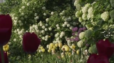 yaz günü bahçede güzel çiçekler