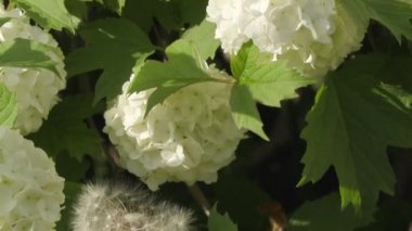 yaz günü bahçede güzel çiçekler