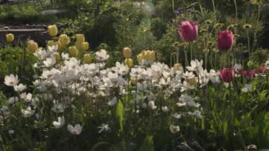 yaz günü bahçede güzel çiçekler