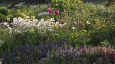 yaz günü bahçede güzel çiçekler