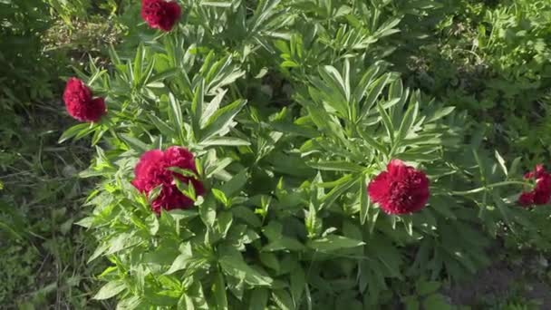 Hermosas flores en el jardín durante el día de verano — Vídeo de stock