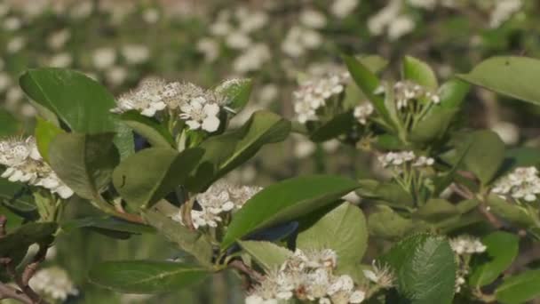 Hermosas flores en el jardín durante el día de verano — Vídeo de stock