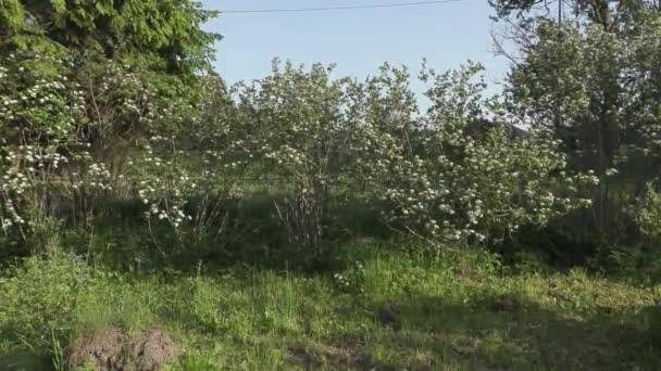 Черные цветущие кусты в лесу в летний день — стоковое видео