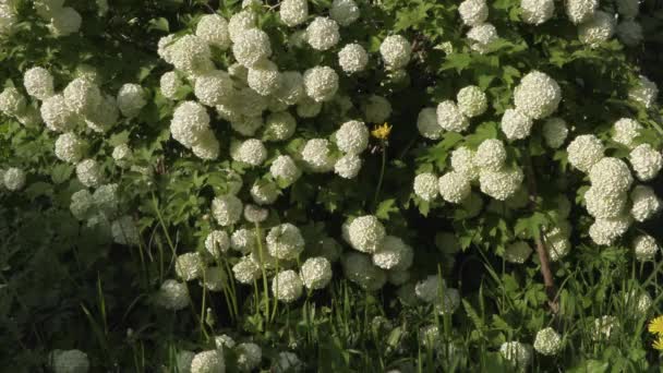 Hermosas flores en el jardín durante el día de verano — Vídeo de stock