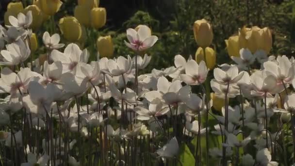 Όμορφα λουλούδια στον κήπο κατά τη διάρκεια της θερινής ημέρας — Αρχείο Βίντεο