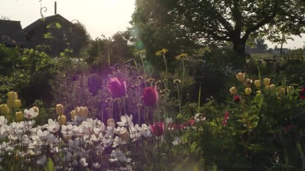 Hermosas flores en el jardín durante el día de verano — Vídeo de stock
