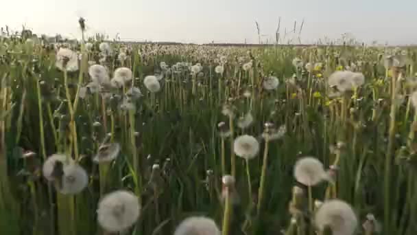 Gebied van paardebloemen zomerdag — Stockvideo