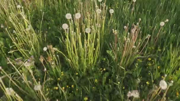 Campo de dientes de león día de verano — Vídeos de Stock