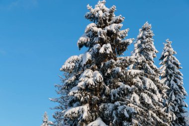 Rusya 'da kar yağan soğuk ve kış manzaraları