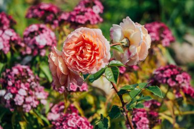 avluda yaz aylarında çiçekler