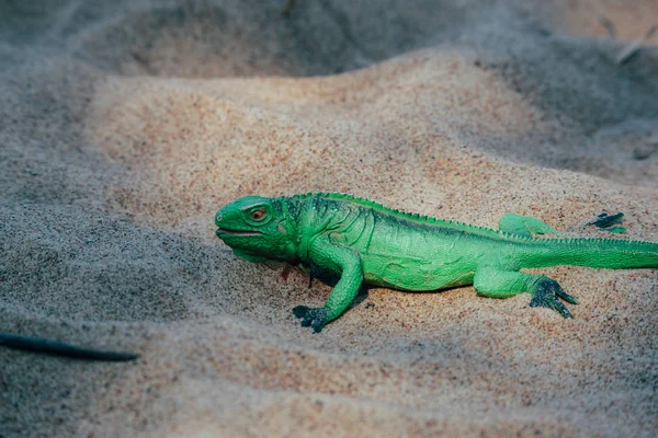 Giocattolo di plastica sotto forma di lucertola verde sulla sabbia — Foto Stock