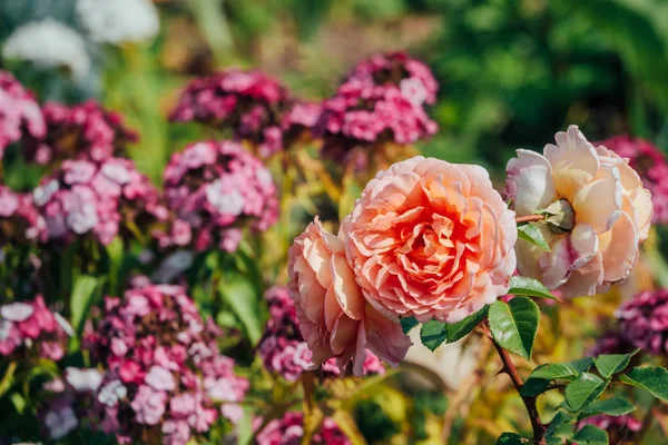 中庭の夏の花 — ストック写真