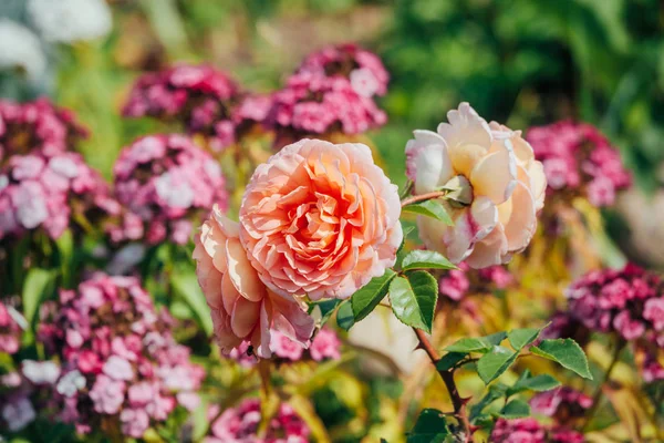 中庭の夏の花 — ストック写真