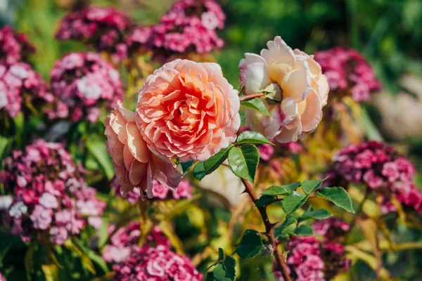 中庭の夏の花 — ストック写真