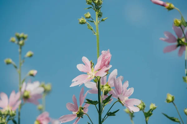 Roze bloemen op de achtertuin achtergrond in de werf — Stockfoto