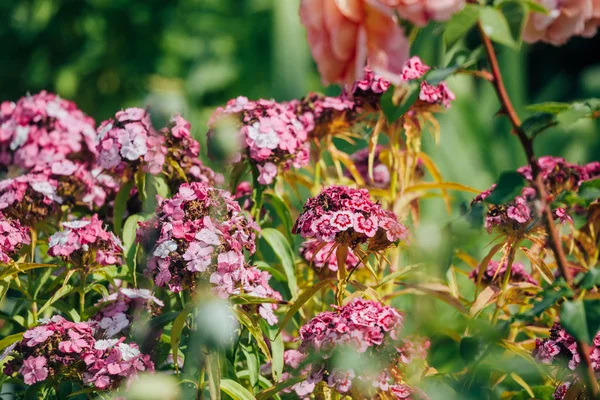 中庭の夏の紫色の小さな花 — ストック写真