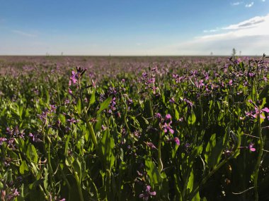 küçük mor çiçekler ile büyük alan ve gökyüzü
