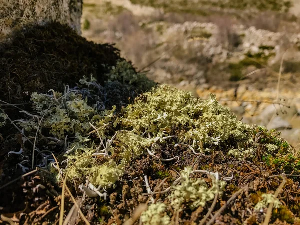 石山の草や植生だけでなく、苔 — ストック写真