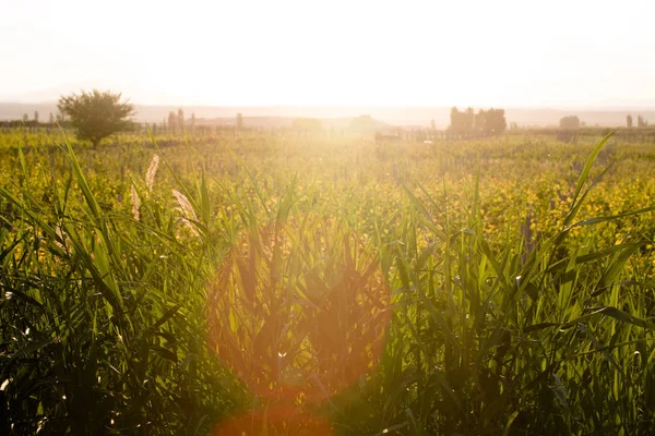 Foto de un campo floreciente con vegetación en colores cálidos — Foto de Stock