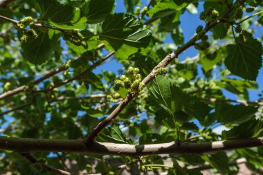 yapraklarıbir arka plan karşı yaz aylarında bir ağaç dalı üzerinde sürgünler