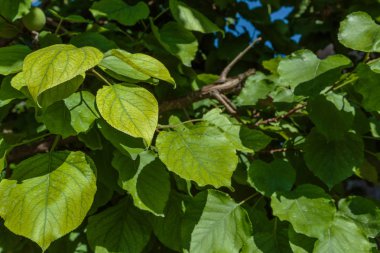 yaz aylarında bir dal üzerinde büyük yeşil yapraklar