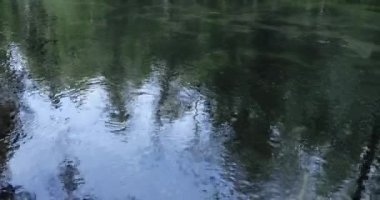 ormanda nehir ve sudaki ağaçların yansıması