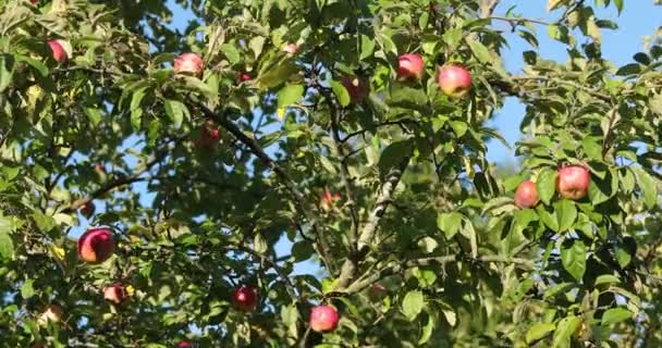 Спелые яблоки на ветвях яблони в дневное время — стоковое видео